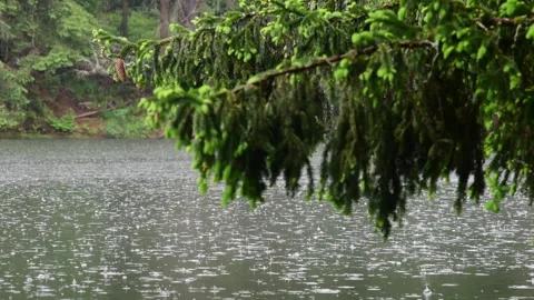 Pine cone selective focus rain drops over fresh summer lake Stock Footage 276388409