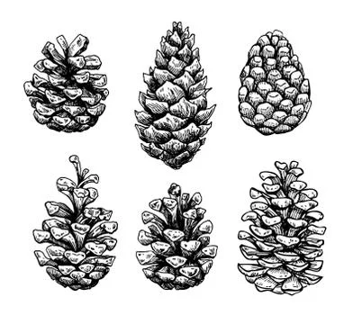 Pine cone set. Botanical hand drawn vector illustration. Isolate 스톡 일러스트