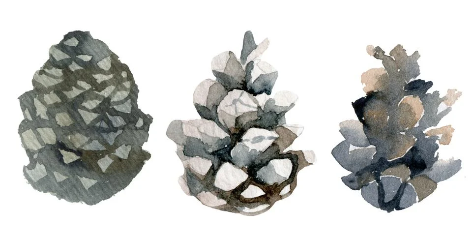 Pine cone set. Botanical hand drawn illustration. Isolated xmas pinecones Illustrazione stock