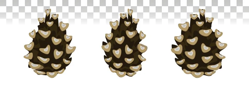 Pine cone set. Botanical  vector illustration. Isolated pinecones.  for greet Stock Illustration