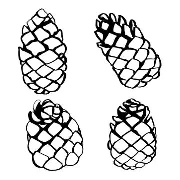 Pine cone set hand drawn vector illustration Stock Illustration
