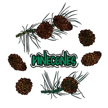Pine cone set. Stock Illustration