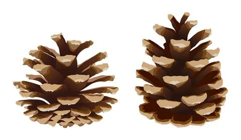 Pine cone set, realistic vector illustration isolated Stock Illustration