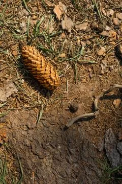 Pine cone on the shade of a tree in the forest. Stock Photos