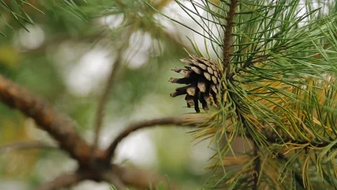 A pine cone is shot on a branch in close-up. Beautiful tree branches Vidéo 150395915