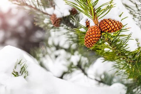 Pine cone on a snow-covered branch Foto stock