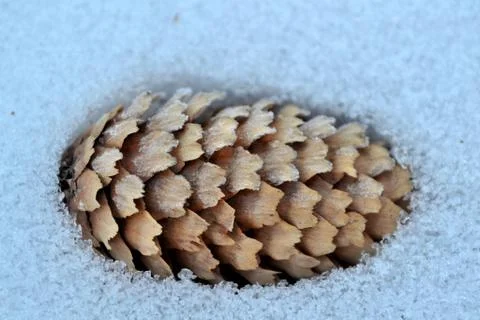 Pine Cone in Snow Stock Photos