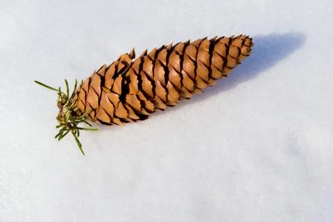 A Pine Cone on Snow Stock Photos