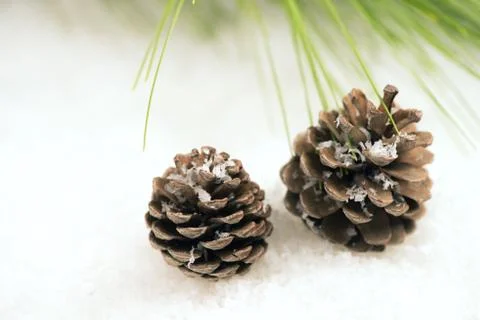 Pine cone in the snow Stock Photos