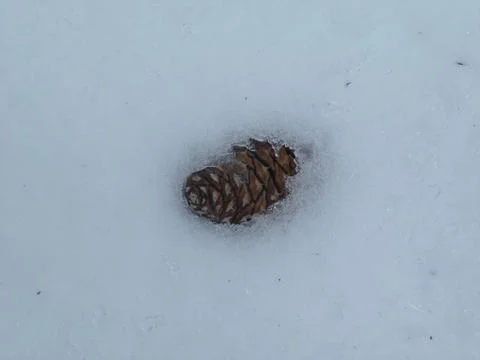 Pine cone in Snow Stock Photos