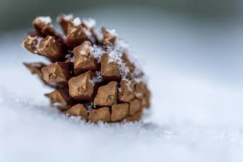 Pine cone on snow. Stock Photos