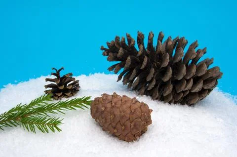 Pine Cone in the Snow Stock Photos