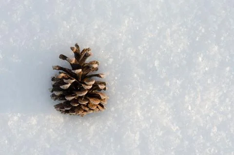 Pine cone in snow Stock Photos