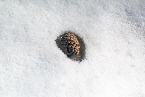 Pine cone in the snow. Foto stock
