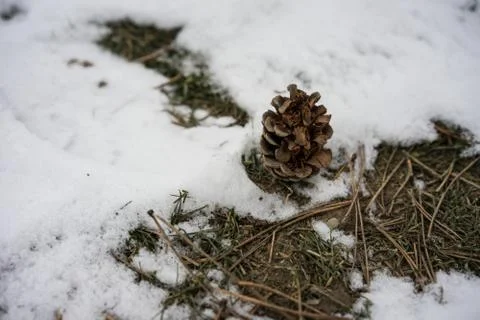 Pine cone with snow in winter Stock Photos