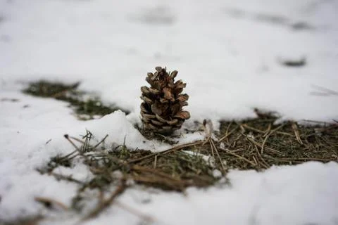 Pine cone with snow in winter Stock Photos