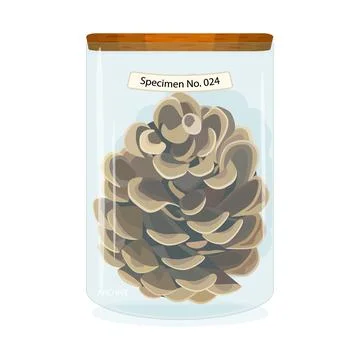 Pine cone specimen in glass jar isolated on white background. Illustrazione stock