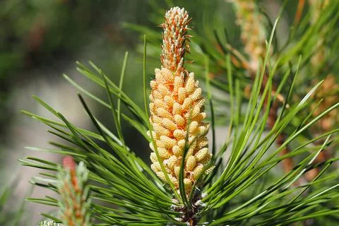 Pine cone in spring. A young cone on a pine tree. Stock-Fotos