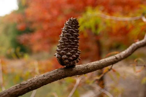 Pine cone standing on the tree. Close up shot Pine cone. Stock-Fotos