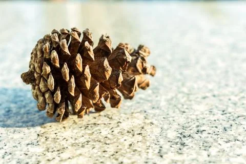 The Pine cone on the stone table Stock Photos