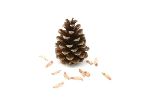 Pine cone surrounded by seeds Stock Photos