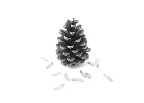 Pine cone surrounded by seeds Stock Photos