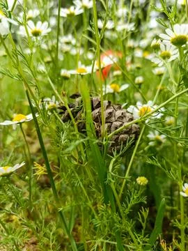 Pine cone surrounded by wild daisies in a green meadow Fotos de archivo