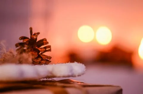 Pine cone on table. Coniferous conifers. Stock Photos