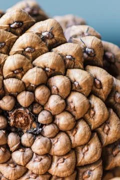 Pine cone texture. Abstract background Stock Photos