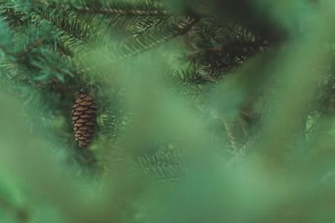 A pine cone through a blurred green plant Stock Photos