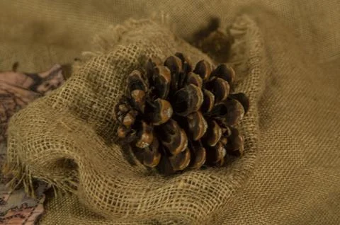 Pine cone on top of sack. Stock Photos