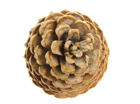 Pine cone top view isolated on white Stock Photos