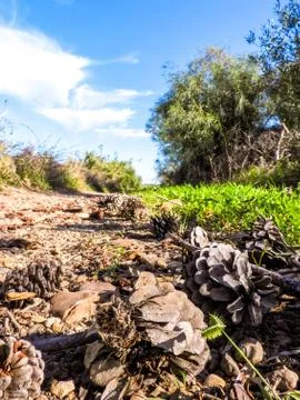 Pine Cone Track Stock Photos