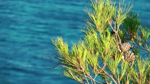 Pine Cone Tree and Sea Video stock 45871581