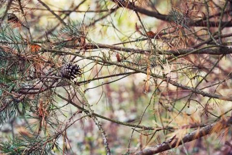 Pine cone on the tree - autumn Stock Photos