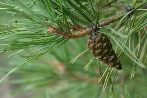 Pine cone on the tree branch Stock Photos