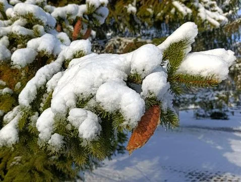 A pine cone on a tree covered in snow Stock Photos