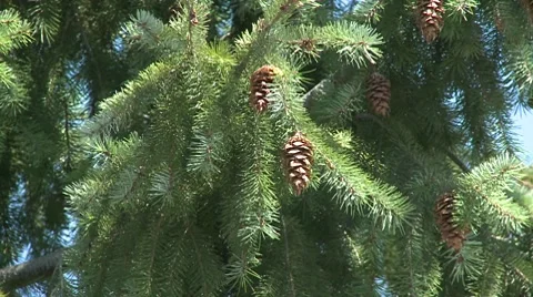 Pine cone on a tree Stock Footage