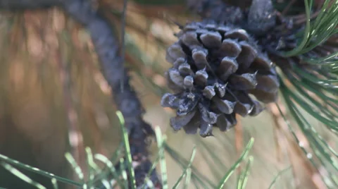 Pine cone tree Stock Footage 35660236