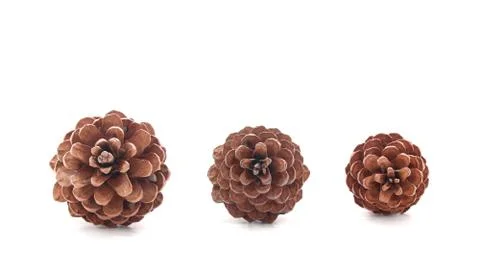 Pine cone tree fruits isolate on white background Stock Photos
