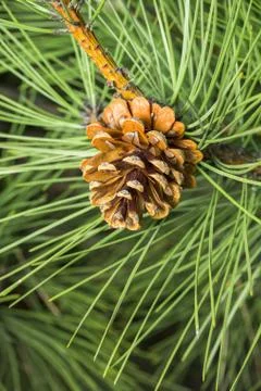 Pine cone tree macro christmas Stock Photos