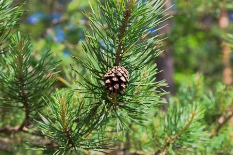 Pine cone in a tree Stock Photos