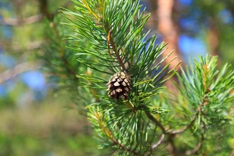 Pine cone in a tree Stock Photos