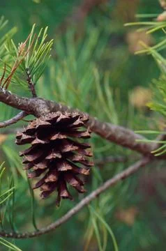 Pine cone on tree 스톡 사진