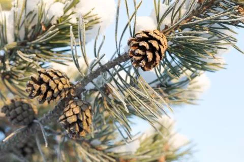 Pine Cone in Tree Foto stock