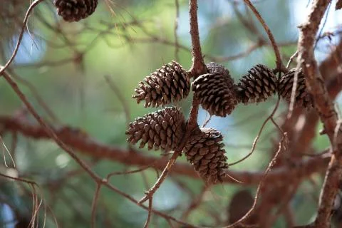 Pine cone on the tree Stock Photos