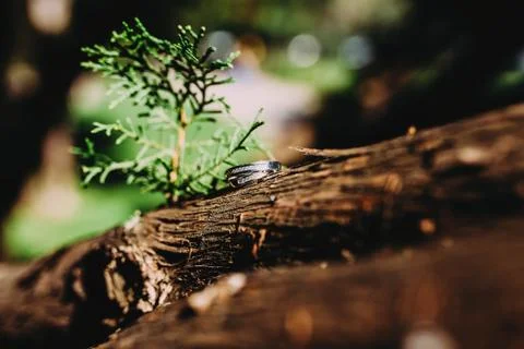 Pine cone on tree Stock Photos