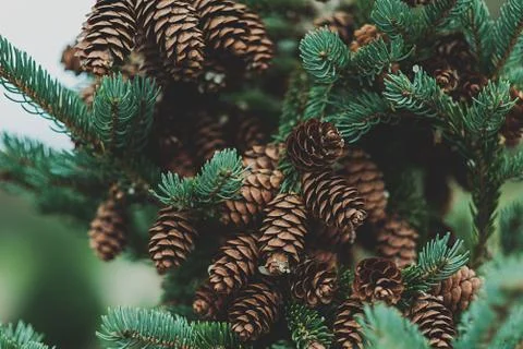 A pine cone tree Stock Photos