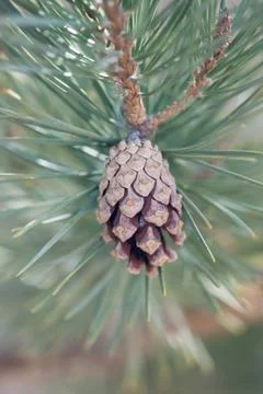 Pine Cone On Tree Stock-Fotos