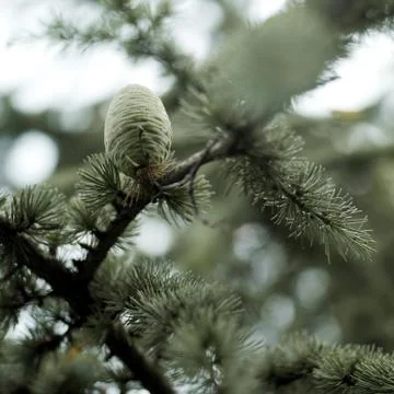 Pine cone on tree Stock Photos